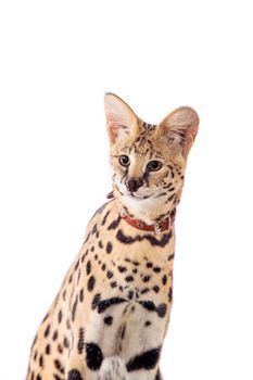 Beautiful serval, Leptailurus serval, isolated on the white background