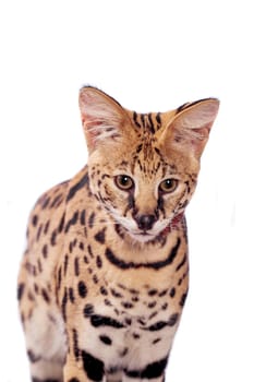 Beautiful serval, Leptailurus serval, isolated on the white background