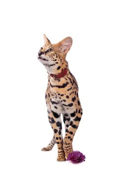 Beautiful serval, Leptailurus serval, isolated on the white background