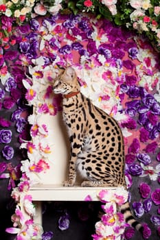 Beautiful serval, Leptailurus serval, with violet flowers