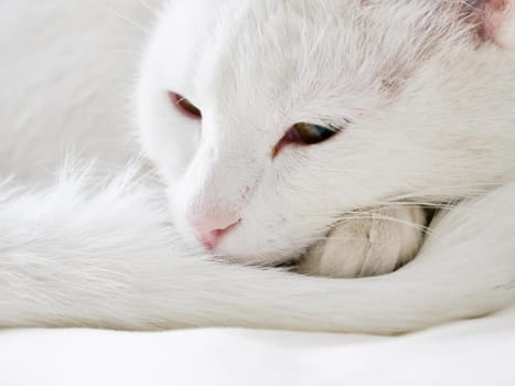 Mixed-breed white cat, 9 year old, on the white background