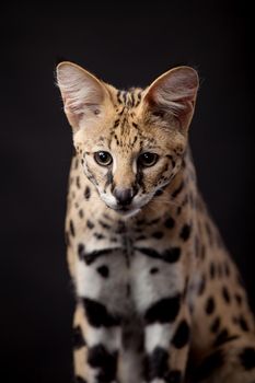 Beautiful serval, Leptailurus serval, on the black background