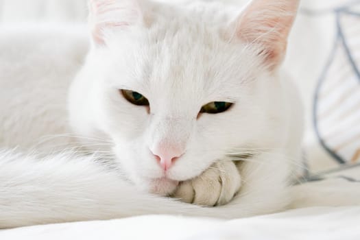Mixed-breed white cat, 9 year old, on the white background