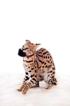 Beautiful serval, Leptailurus serval, isolated on the white background