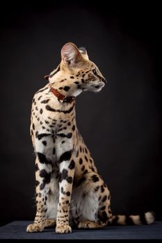 Beautiful serval, Leptailurus serval, on the black background