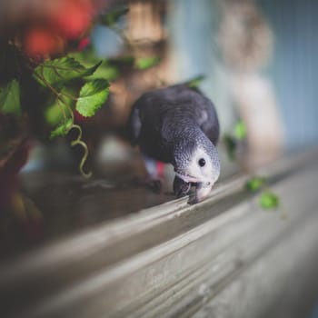 African Grey Parrot, Psittacus erithacus timneh, on a tree with red flowers