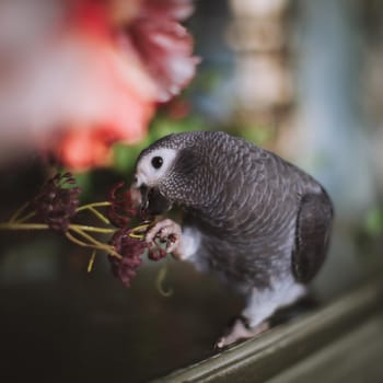 African Grey Parrot, Psittacus erithacus timneh, on a tree with red flowers