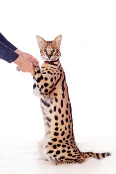 Beautiful serval, Leptailurus serval, isolated on the white background