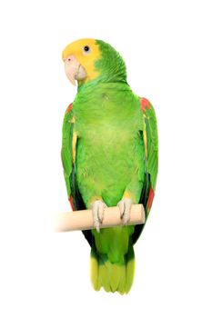 Yellow head Amazon, Amazona oratrix, isolated on white