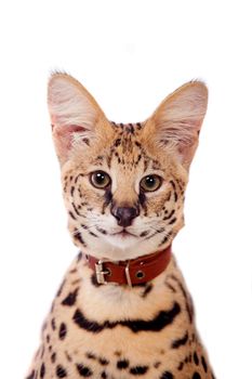 Beautiful serval, Leptailurus serval, isolated on the white background