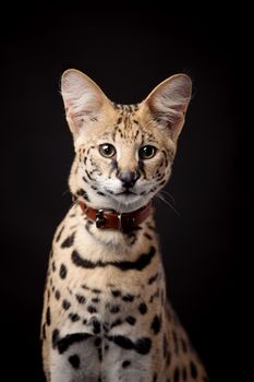 Beautiful serval, Leptailurus serval, on the black background