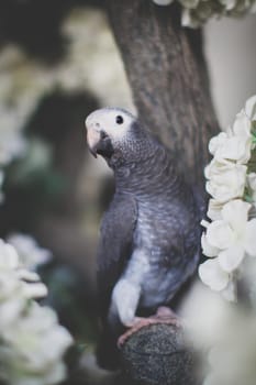 African Grey Parrot, Psittacus erithacus timneh, on a tree with white flowers