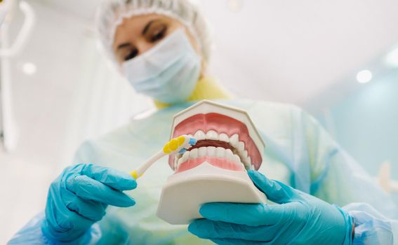 A model of a human jaw with teeth and a toothbrush in the dentist's hand.