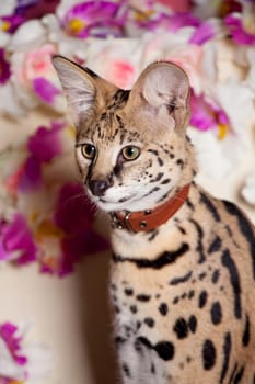 Beautiful serval, Leptailurus serval, with violet flowers