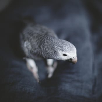 African Grey Parrot, Psittacus erithacus timneh, on grey background