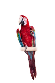 Red-and-green Macaw - Ara chloropterus, isolated over white background