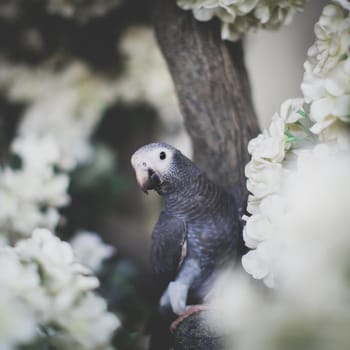 African Grey Parrot, Psittacus erithacus timneh, on a tree with white flowers