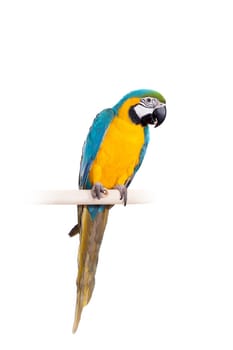 Blue and Yellow Macaw - Ara Ararauna, perched on pole on the white background