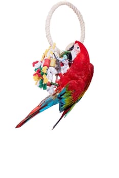 Red-and-green Macaw - Ara chloropterus, isolated over white background