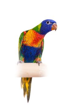 Rainbow Lorikeet - Trichoglossus haematodus, isolated over white background