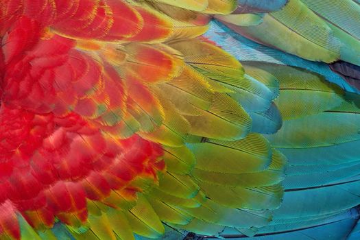 Beautiful texture of Red and green Macaw feathers