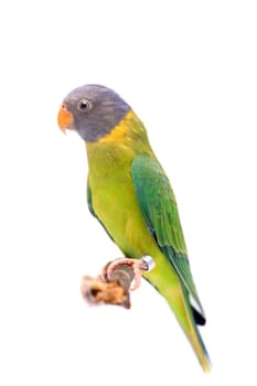 Female of plum-headed parakeet, Psittacula cyanocephala, isolated on white