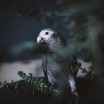 African Grey Parrot, Psittacus erithacus timneh with plants
