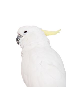 Sulphur crested Cockatoo, isolated over white background