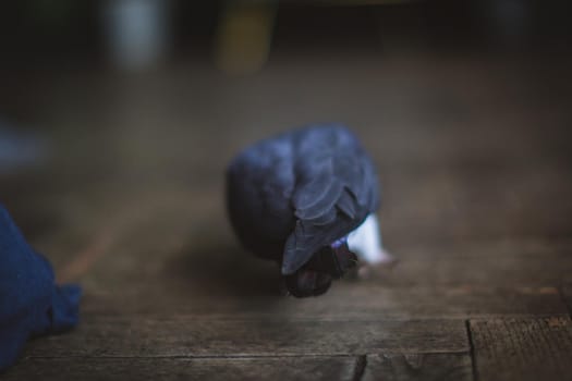 African Grey Parrot, Psittacus erithacus timneh, walking on floor