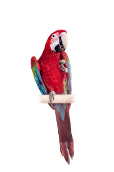 Red-and-green Macaw - Ara chloropterus, isolated over white background