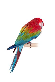 Red-and-green Macaw - Ara chloropterus, isolated over white background