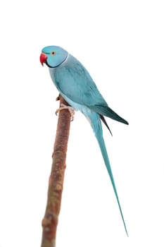 The rose-ringed or ring-necked parakeet, Psittacula krameri, male isolated over white background
