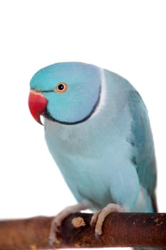 The rose-ringed or ring-necked parakeet, Psittacula krameri, male isolated over white background