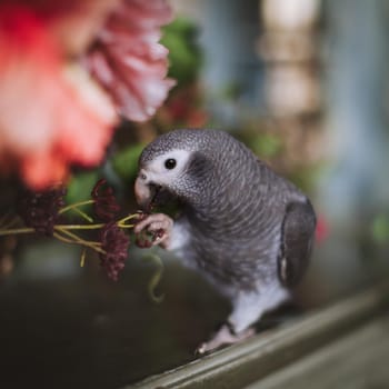 African Grey Parrot, Psittacus erithacus timneh, on a tree with red flowers