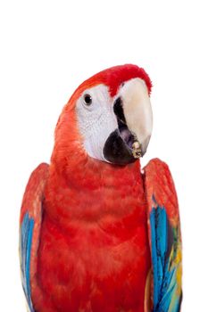 Scarlet macaws - Ara macao, eating on the white background