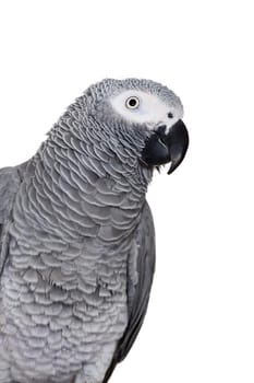 African Grey Parrot - Psittacus erithacus, isolated on a white background