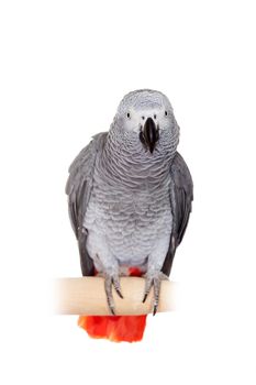 African Grey Parrot - Psittacus erithacus, isolated on a white background