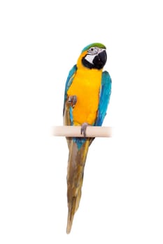 Blue and Yellow Macaw - Ara Ararauna, perched on pole on the white background