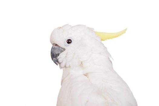 Sulphur crested Cockatoo, isolated over white background