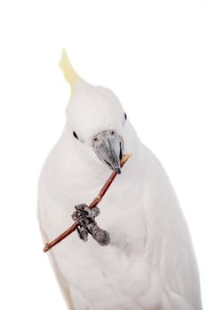 Sulphur crested Cockatoo, isolated over white background