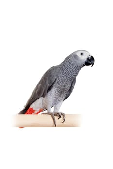 African Grey Parrot - Psittacus erithacus, isolated on a white background