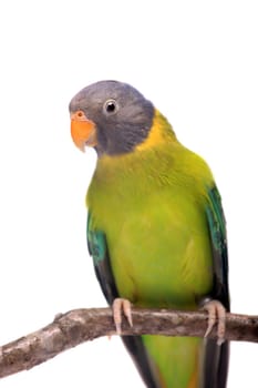 Female of plum-headed parakeet, Psittacula cyanocephala, isolated on white