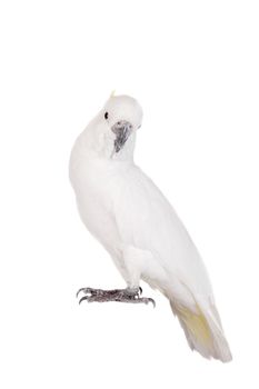 Sulphur crested Cockatoo, isolated over white background