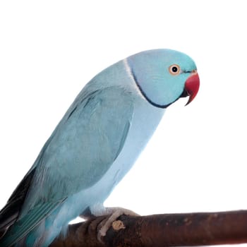 The rose-ringed or ring-necked parakeet, Psittacula krameri, male isolated over white background
