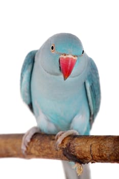 The rose-ringed or ring-necked parakeet, Psittacula krameri, female isolated over white background