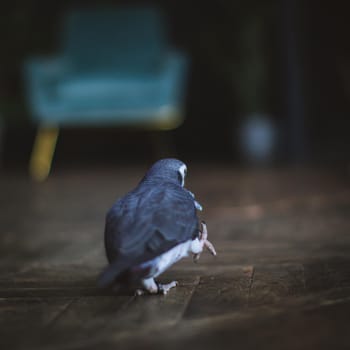 African Grey Parrot, Psittacus erithacus timneh, walking on floor