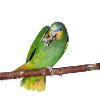 Orange-winged amazon, Amazona amazonika, isolated on the white background