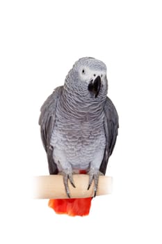 African Grey Parrot - Psittacus erithacus, isolated on a white background