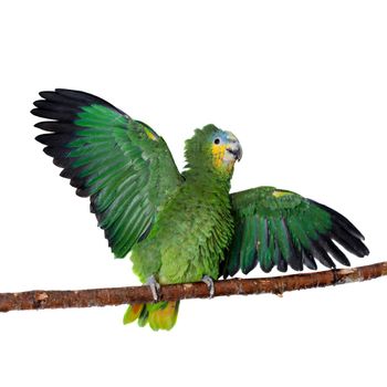 Orange-winged amazon, Amazona amazonika, isolated on the white background