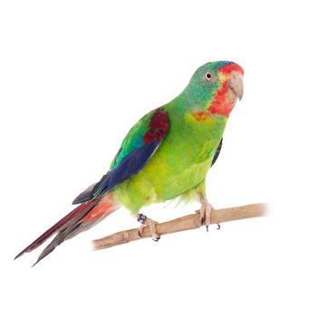 Swift Parrot, Lathamus discolor, isolated on white background